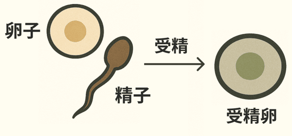 生殖 生殖細胞とは
