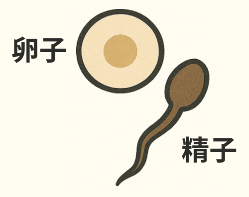 生殖 生殖細胞とは