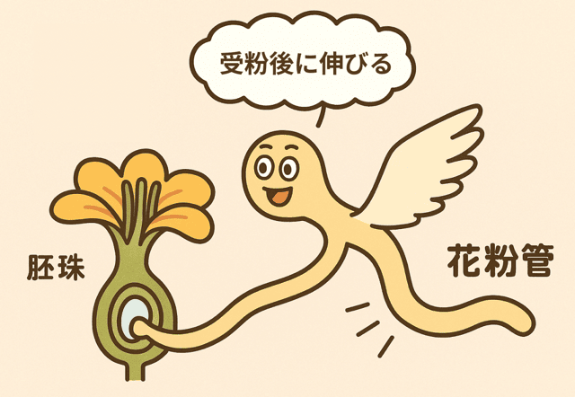 花粉管とは はたらき 伸びる理由