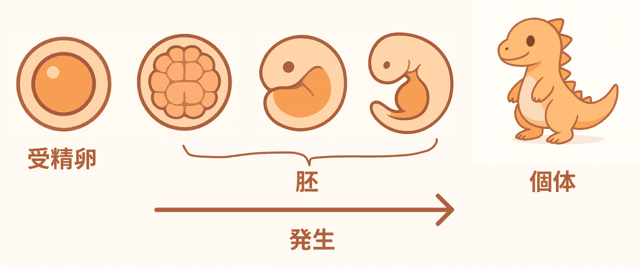 胚 発生 違い