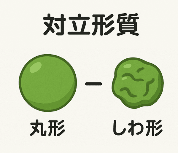 純系 対立形質 違い