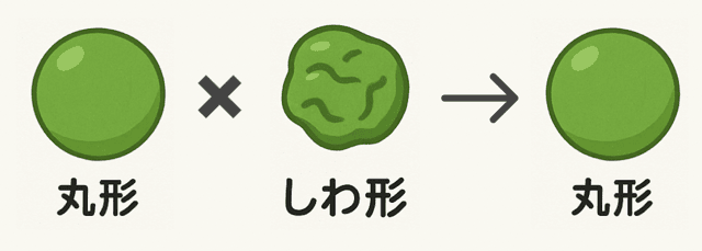 メンデルの実験とは　わかりやすく