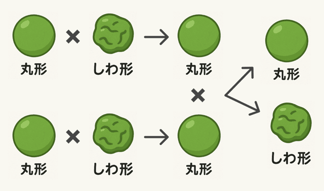 メンデルの実験とは　わかりやすく