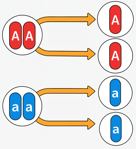 分離の法則 中学理科