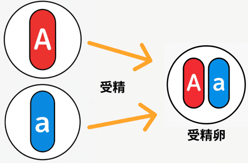 分離の法則 中学理科