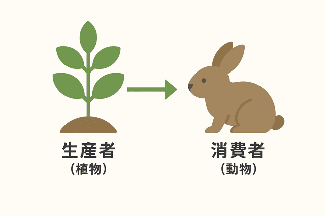 生産者 消費者 分解者 違い