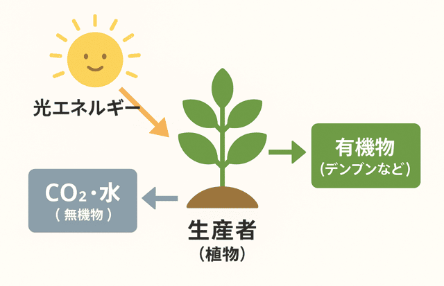 【中3理科】生産者・消費者・分解者の違いとその役割関係図